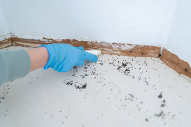 Real Estate Pest Inspections in La Follette, TN